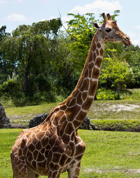 Žirafa síťovaná - giraffa camelopardalis reticulata — Stock fotografie