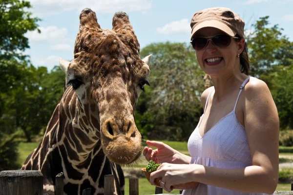 Reticulated Giraffe being fed by a woman — Stock Photo, Image