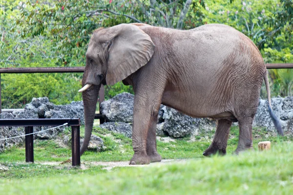 African Elephant - loxodonta africana — Stock Photo, Image