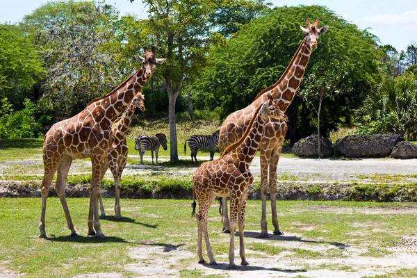 Skupina žirafy síťované — Stock fotografie