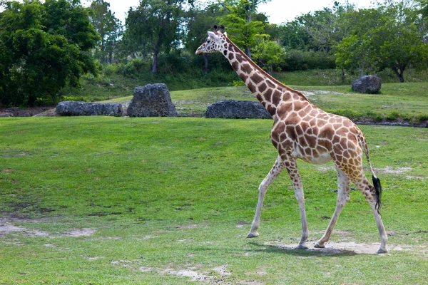 Reticulated Giraffe - Giraffa camelopardalis reticulata — Stock Photo, Image