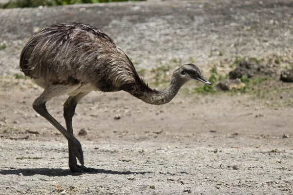 Rhea Americana - un uccello senza volo — Foto Stock