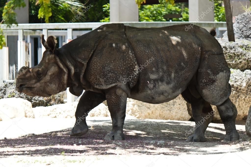 Lesser one-horned rhinoceros also known as a Javan rhinoceros
