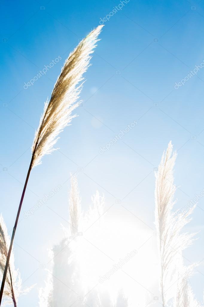 Threadlike white flowers