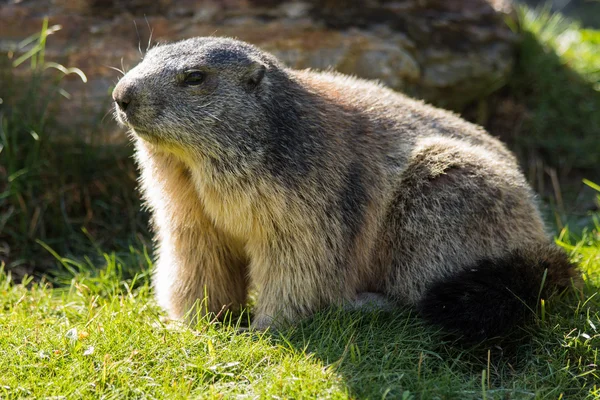 Una marmota parece excursionistas curiosos — Foto de Stock