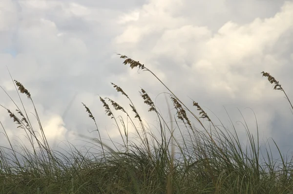 海燕麦 — 图库照片