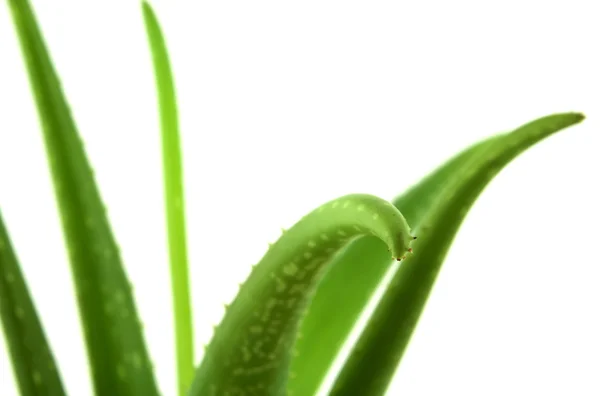 Aloe vera — Fotografia de Stock