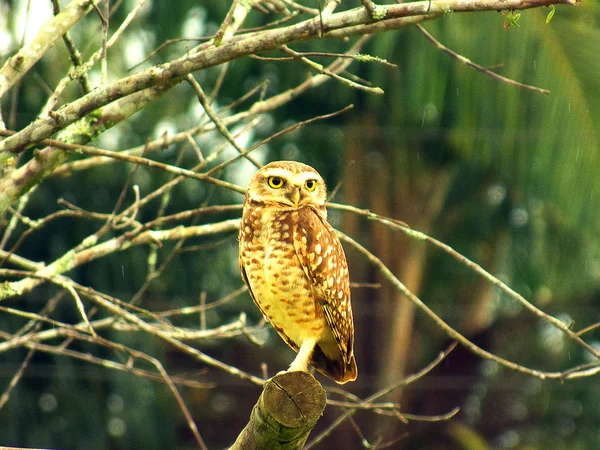 Calendar owl — Stock Photo, Image