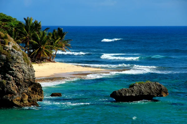 Stranden orkidé bay — Stockfoto