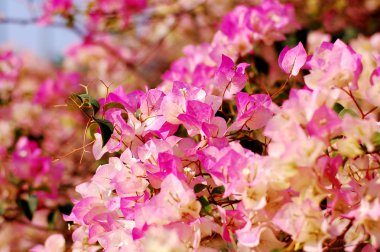 Бугенвилия