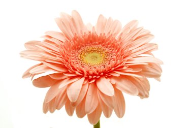 pembe gerbera