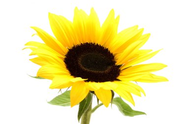 Ayçiçeği