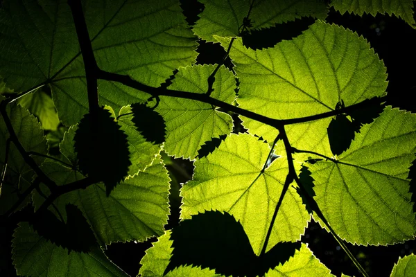 Φύλλα με οπίσθιο φωτισμό — Φωτογραφία Αρχείου