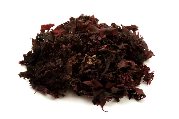 大西洋 dulse — 图库照片