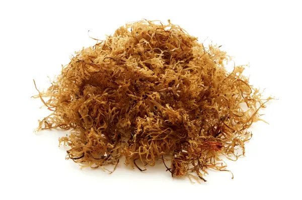 carrageen yosun