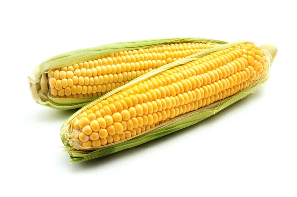 Ears of maize — Stock Photo, Image