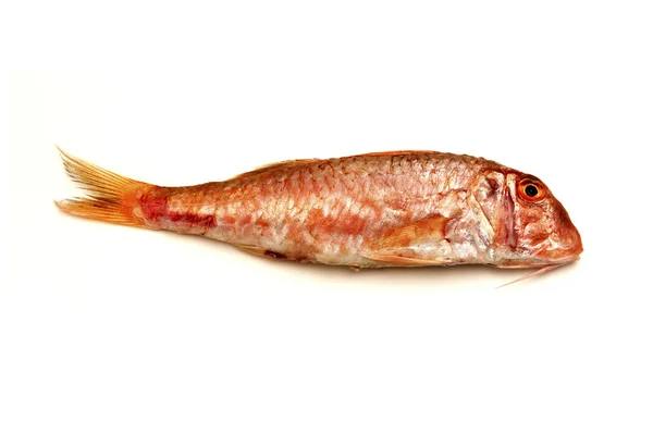 Red mullet — Stock Photo, Image