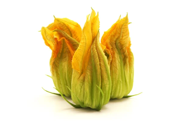 Flor de calabacín amarillo — Foto de Stock