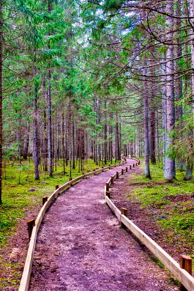 Track Het Nationaal Park Gauja Estland — Stockfoto