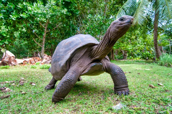 Tartaruga Gigante Aldabra Ilha Curiouse Seychelle — Fotografia de Stock