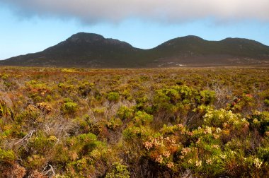 Masa Dağı Ulusal Parkı, Cape Town, Güney Afrika