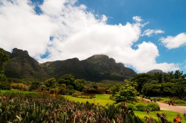 KIRSTENBOSCH Ulusal Botanik Bahçesi, Cape Town, Güney Afrika