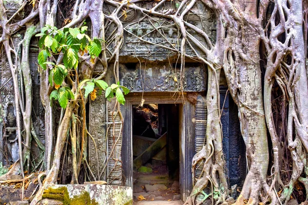 Spung Tree Growing Prohm Temple Ruins Siem Reap Cambodia — Stock Photo, Image