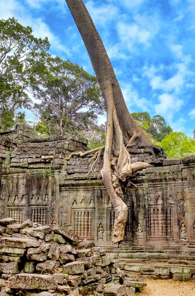 Spung Tree Growind Prohm Temple Ruins Siem Reap Cambodia — Stock Photo, Image