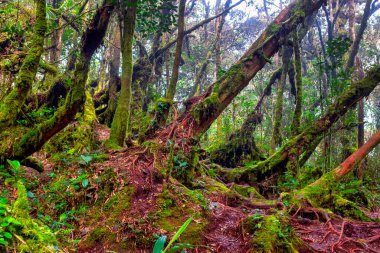 Gunung Yosun Ormanı Brinchang, Brinchang, Malezya