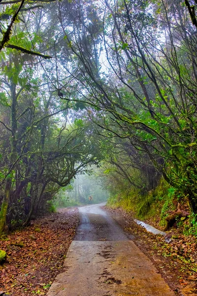 Route Intérieur Forêt Mousseuse Gunung Brinchang Brinchang Malaisie — Photo