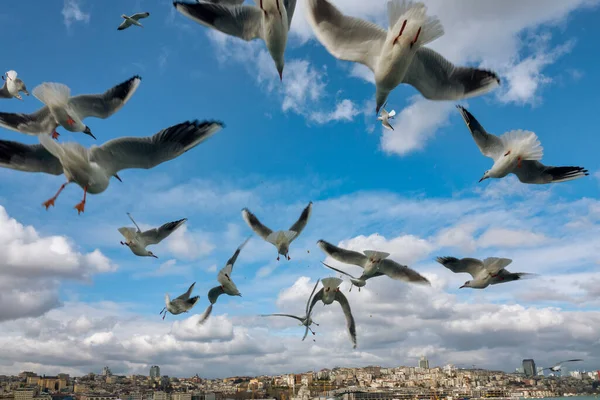 Feeding Seagulls Istanbul — стокове фото