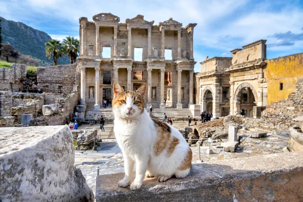 Gatto Davanti Alla Biblioteca Celso Efeso Selcuk Provincia Smirne Turchia — Foto Stock
