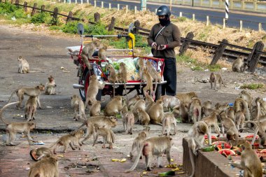 Yengeç yiyen makaklar (Macaca fascicularis) San Phrakan, Lopburi, Tayland yakınlarındaki belirlenmiş beslenme alanlarında yiyorlar.