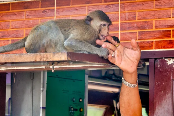 Man Playing Crab Eating Macaque Macaca Fascicularis Lopburi Thailand — Foto Stock