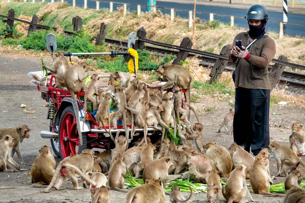 Yengeç yiyen makaklar (Macaca fascicularis) San Phrakan, Lopburi, Tayland yakınlarındaki belirlenmiş beslenme alanlarında yiyorlar.