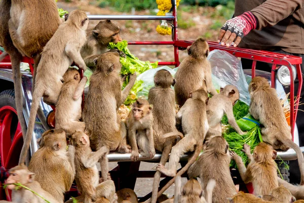 Yengeç yiyen makaklar (Macaca fascicularis) San Phrakan, Lopburi, Tayland yakınlarındaki belirlenmiş beslenme alanlarında yiyorlar.