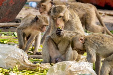 Yengeç yiyen makaklar (Macaca fascicularis) San Phrakan, Lopburi, Tayland yakınlarındaki belirlenmiş beslenme alanlarında yiyorlar.