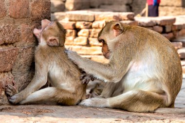 Yengeç yiyen makaklar (Macaca fascicularis) Prang Sam Yod, Lopburi, Tayland tapınağında bakıyorlar.