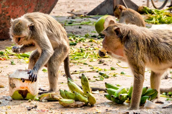 Crab Eating Macaques Macaca Fascicularis Eating Designated Feeding Areas San — Stock Fotó
