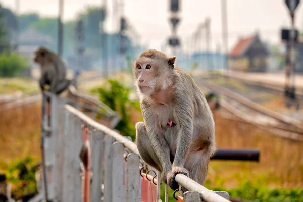 Rákevő Makákó Macaca Fascicularis Vasútállomás Melletti Kerítésen Lopburi Thaiföld — Stock Fotó