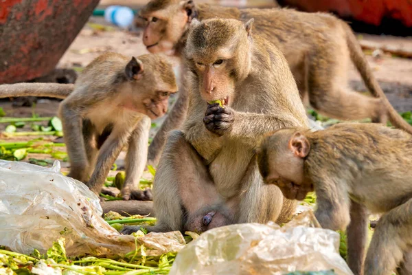 Crab Eating Macaques Macaca Fascicularis Eating Designated Feeding Areas San — Foto de Stock