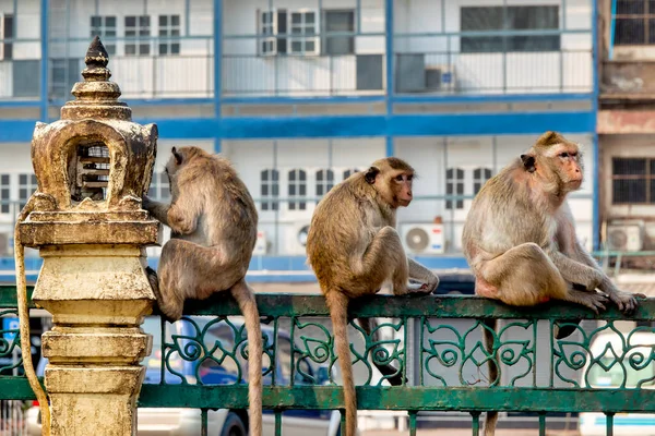 Three Crab Eating Macaques Macaca Fascicularis Fence San Phrakan Lopburi — Stock Fotó