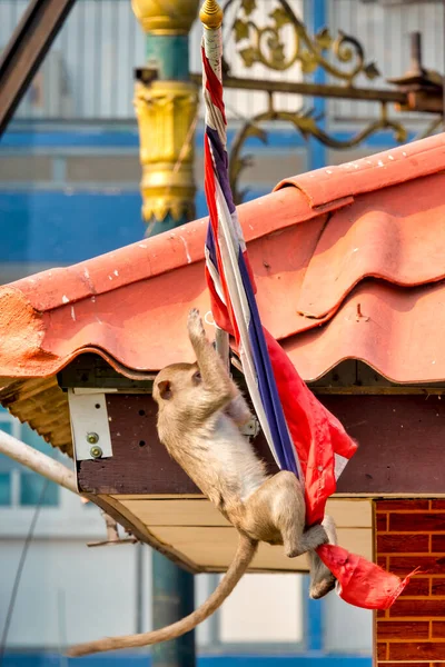 Crab Eating Macaque Macaca Fascicularis Playing Thai Flag Lopburi Thailand — Foto de Stock