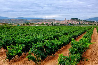 Navarrete, La Rioja, İspanya üzüm bağları