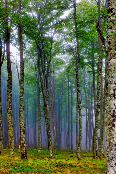 法国Arnguy Saint James Camino Santiago 路上本塔特山脉附近的森林树木 — 图库照片