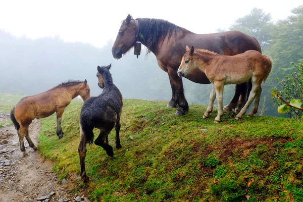 Free range horses near Roncesvalles on the Way of Saint James (Camino de Santiago), Navarre, Spain