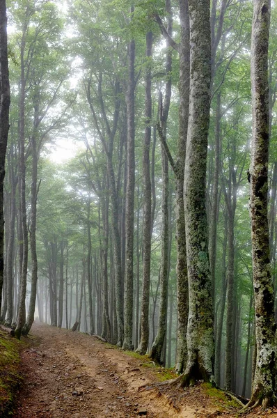 Bospad Bij Roncesvalles Weg Van Sint Jacobus Camino Santiago Navarra — Stockfoto