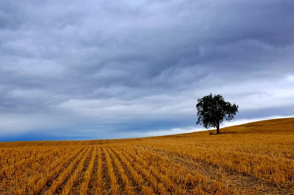 スペイン ナバラ州ヴィラマイアー モンジャルダン周辺の収穫した小麦畑の木 — ストック写真
