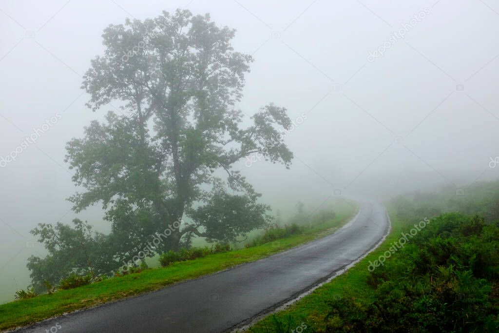 Mist on the Napoleon Route to Roncesvalles, Way of Saint James (Camino de Santiago), France.