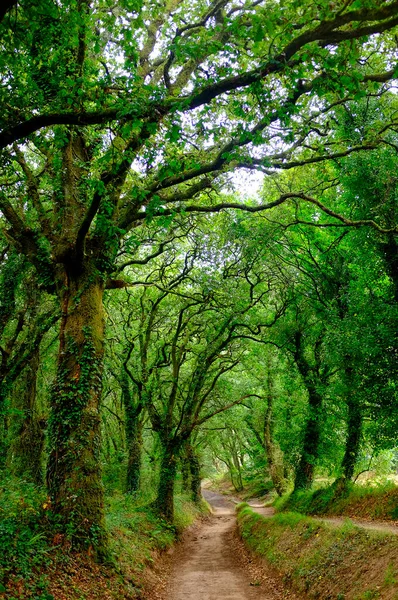 Bossen Buiten Palas Rey Weg Van Sint Jacobus Camino Santiago — Stockfoto